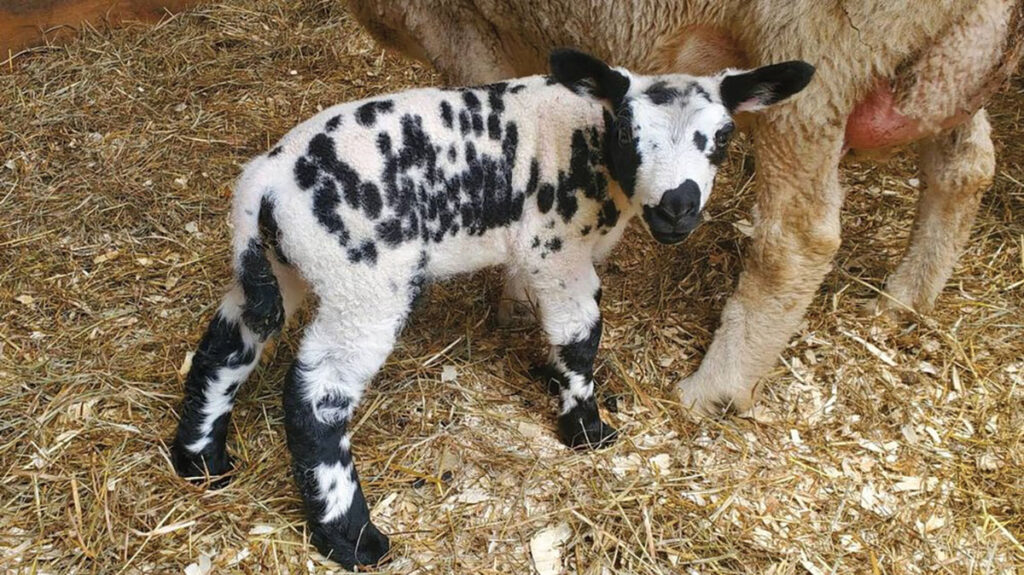 Alongside selling lamb meat, Ponker Farm also makes use of the abundance of sheep wool that is produced. Contributed Photo. 