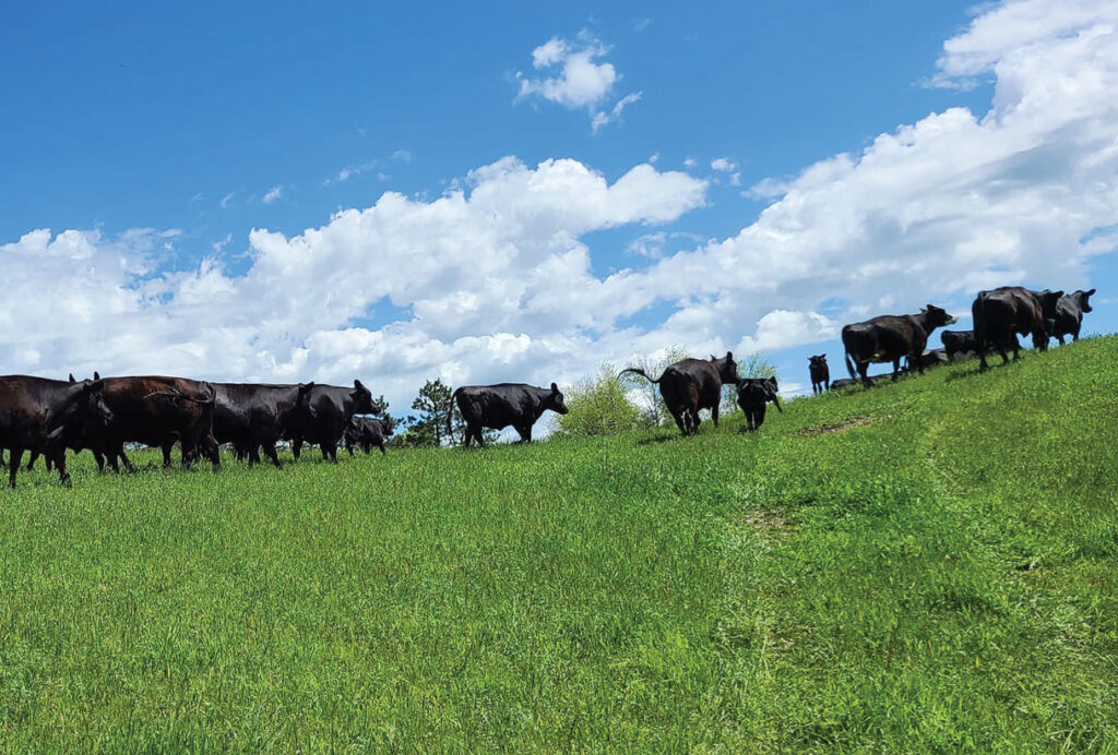 Providing premium beef to the local community drives the success of Cornerstone Cattle Company. Contributed Photo. 