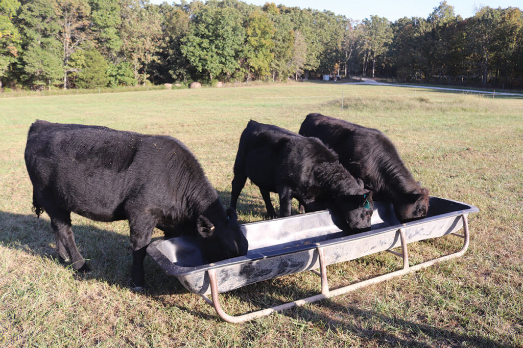 Firm Foundation Farms is growing a 
herd of LimFlex for the future. Photo by Julie Turner-Crawford.