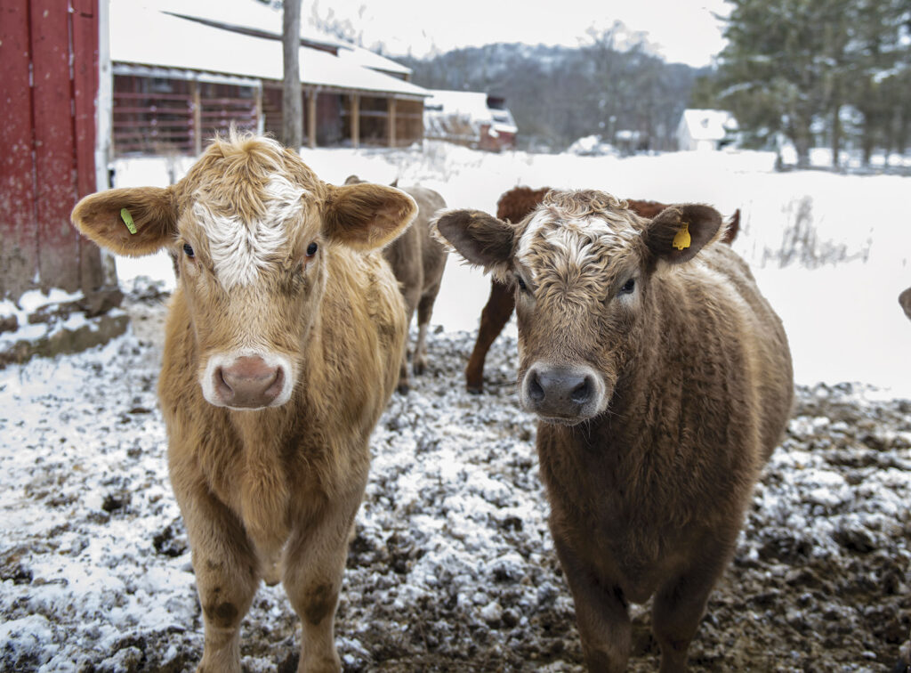 risks of calving in cold weather. Photo from Envato.com by wirestock. 