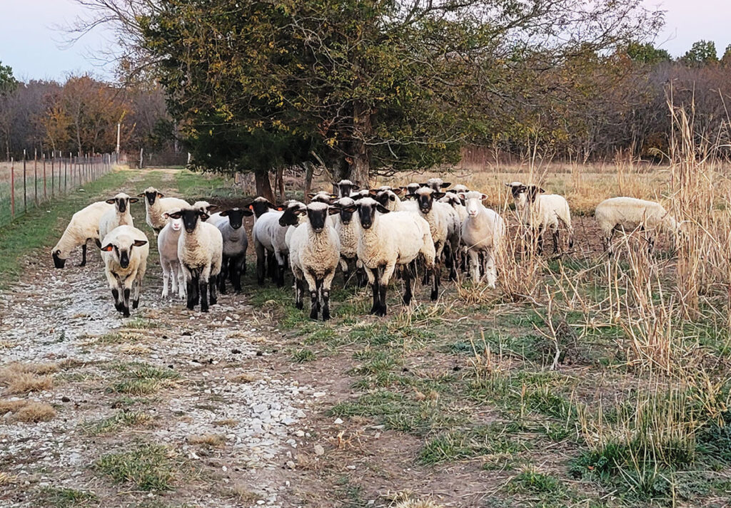 The Graves utilize natural breeding practices but are currency exploring artificial insemination (AI); Wyatt said the downside to AI is the expense and the lower success rates. Contributed Photo. 