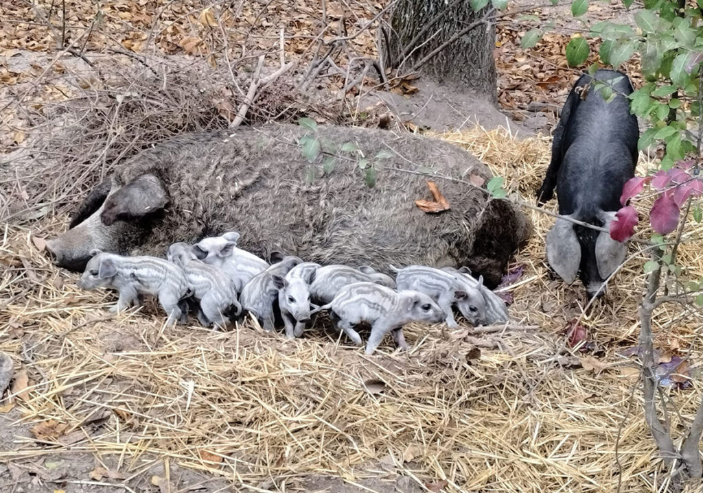 The Mangalista are like the Kobe beef of hogs and will produce a highly marbled tender cut.” The large black heritage will produce a dark meat that is very lean with little to no fat but what is there is very finely marbled. They are a critically endangered breed that are not well-known, but I’m trying to help increase the numbers.” Contributed Photo. 