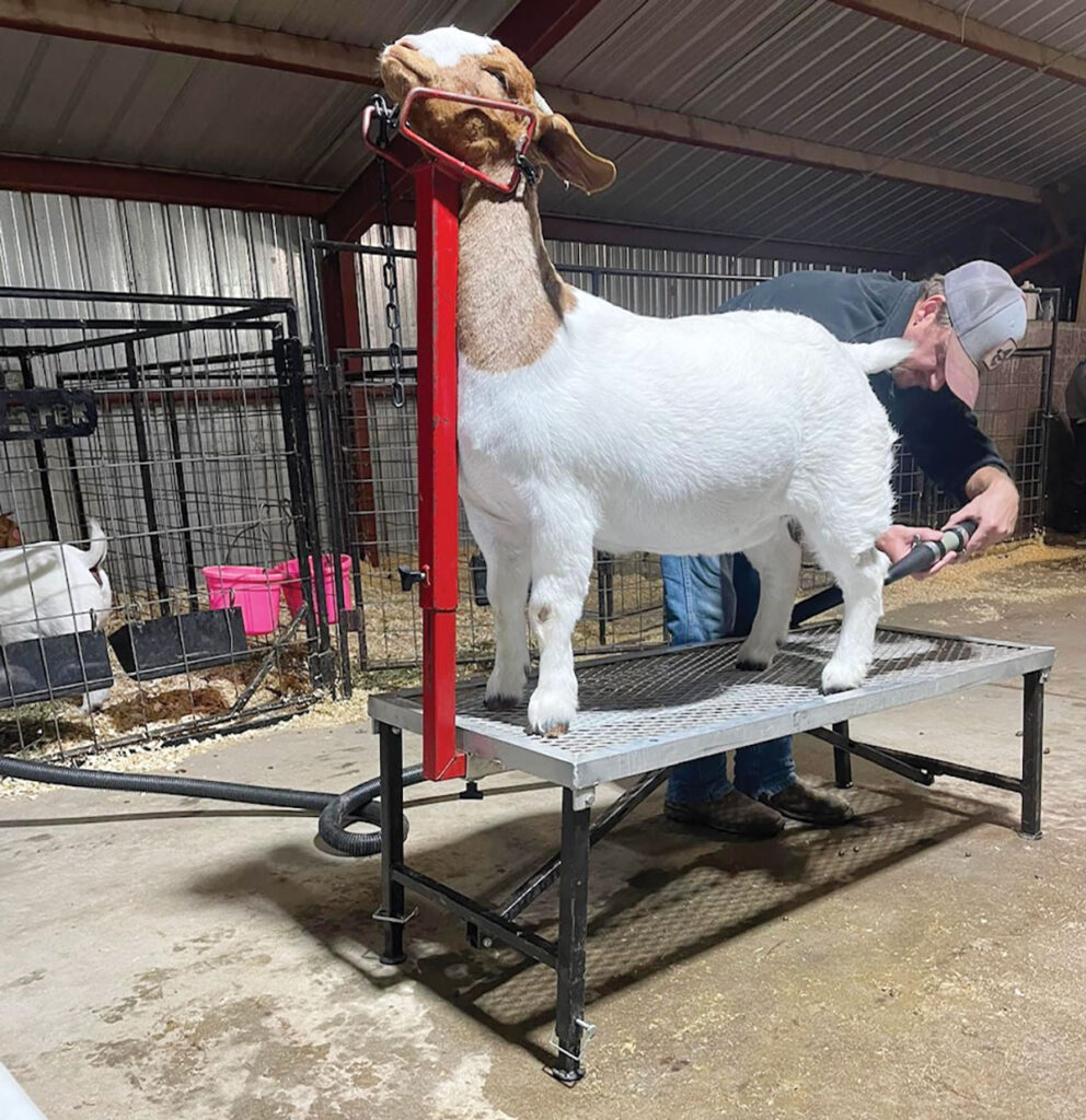 The grooming portion of the Rock’N Heart Dappled Boer was not part of the plan. It wasn’t until the couple began to see their monthly bills for showing goats that they decided they needed a side hustle to fund their “expensive hobby.” Contributed Photo.