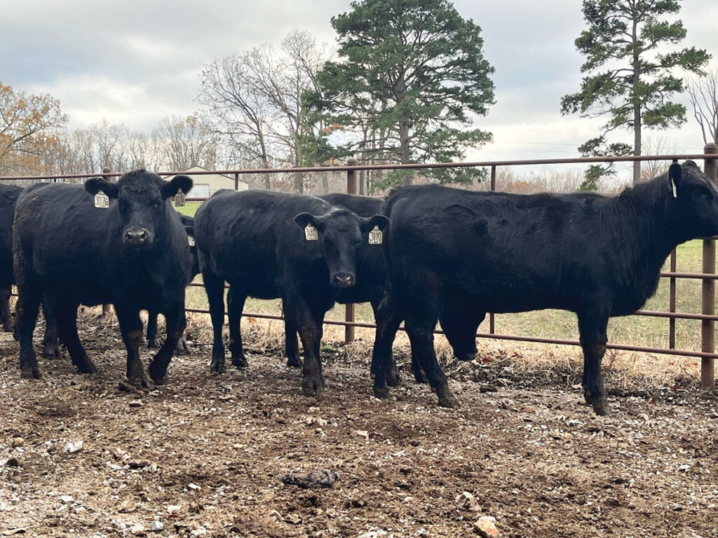 Beef can be purchased at Taylor Veterinary Clinic and at the Savor BBQ & Grill restaurant in Houston, Missouri. Photo by Sandra Arthur.