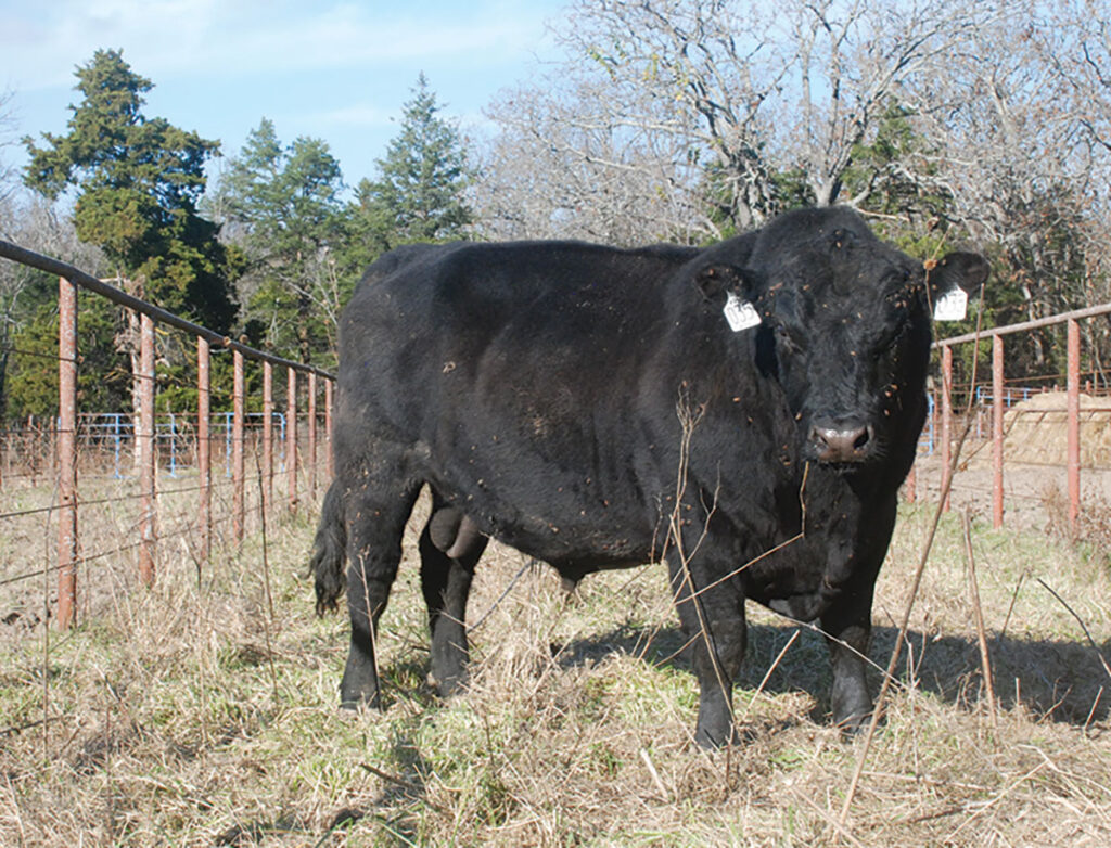 All cattle and horses have free choice mineral. The cattle in the feed pen raised for beef are fed a special ‘Taylor’s Mix’ and are run out on grass. Photo by Sandra Arthur. 