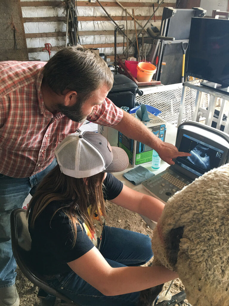 The first ewe they bought for Brinley to show was named Cookie; she is the foundation of their breeding program, at nine years old she is retired and enjoying life as the matriarch of the flock. Contributed Photo. 