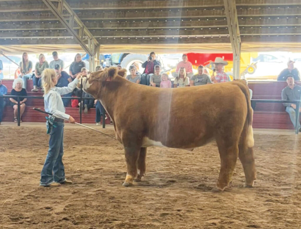 Willow Springs Cattle Co. has a passion for elite show cattle. Contributed Photo. 