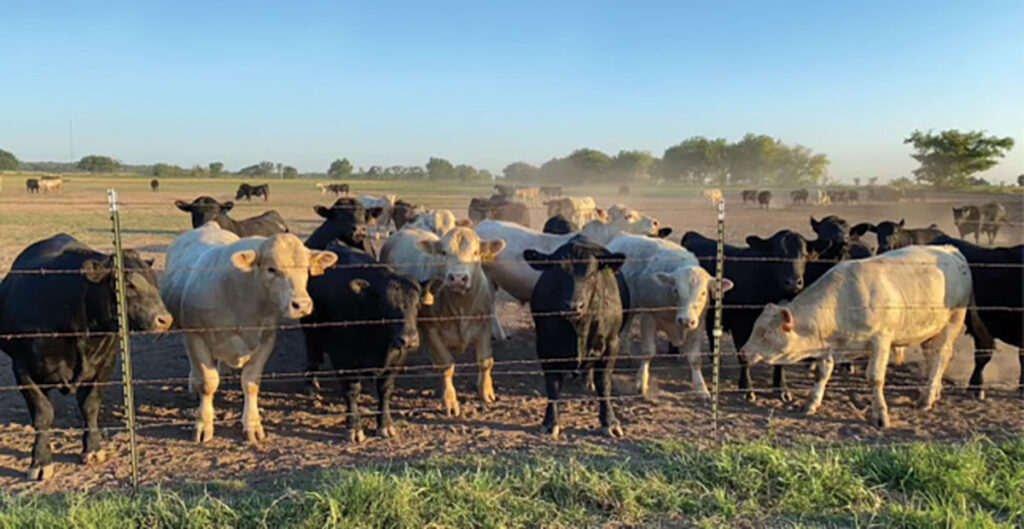 Dismukes, who just finished his term as the Oklahoma Cattlemen’s Association Southeast District Vice President, has also served on the County Cattlemen’s Board, County Fair Board, and the Oklahoma Charolais Association. Contributed Photo. 