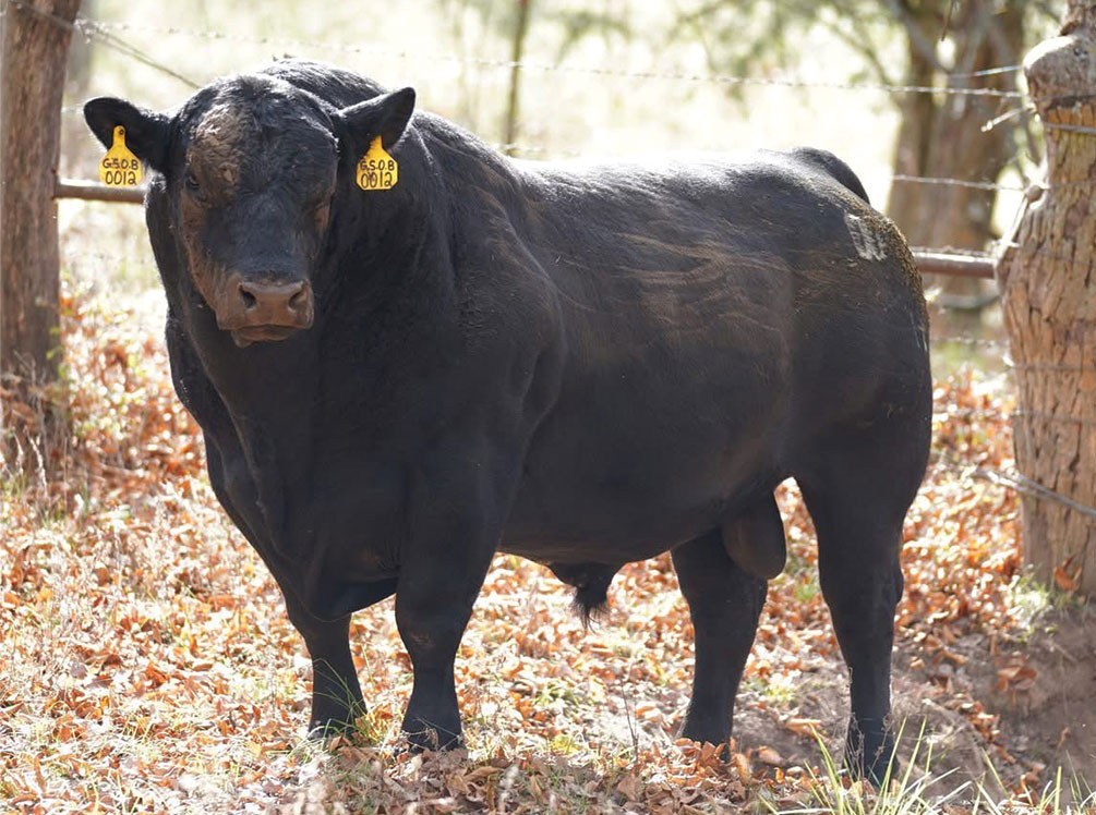 Hawk Angus Farm is focused on raising high-quality Angus cattle that are known for their superior genetics and performance. Contributed Photo.