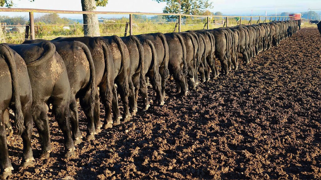 Hawk Angus exemplifies the spirit of Missouri agriculture through its commitment to quality, sustainability, and community engagement. Contributed Photo. 