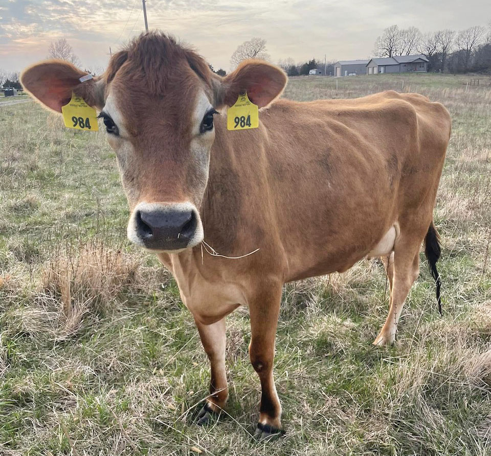 While Luke Inniger didn’t grow up on a farm, his grandfather’s farmstead in Ohio cultivated a longing in him to have his own piece of property one day. The family farm raised hogs, dairy cattle, along with corn, beans, and wheat. Contributed Photo. 