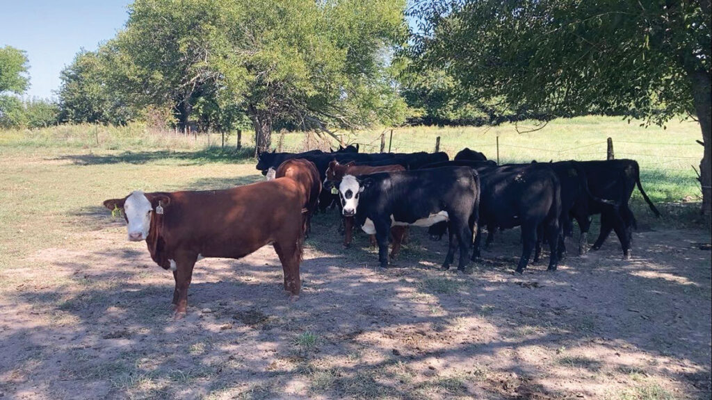 Chris and Reba Rapp already had a history in the cattle business before venturing off into the world of breeding. Both come from families that raised and sold registered Hereford and Angus cows. Contributed Photo. 