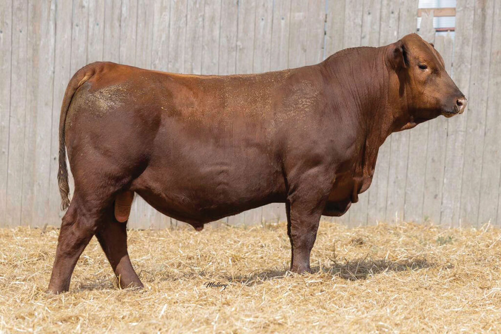 Roger Erickson first figured out he wanted to be a cattle rancher when he was young. Growing up in Missouri and Oklahoma, when he was part of the 4H Club he could see he was destined to be in the cattle business. Contributed Photo. 