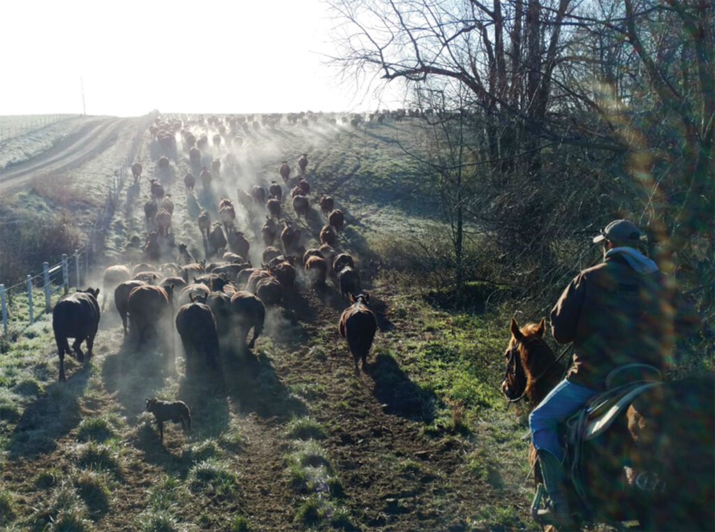 Currently, Ogden Cattle Co. possesses 2,500 head of cattle. Contributed Photo. 