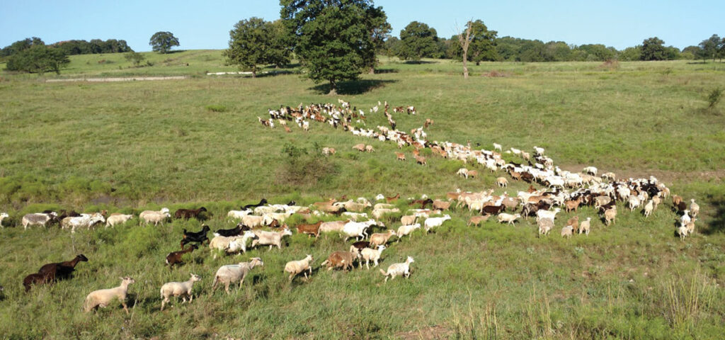 While cattle are the operation’s primary focus, the Ogdens also raise 1,650 head of goats, 1,225 head of sheep, 15 Hangin’ Tree Cowdogs, six Quarter Horses, and two ponies. Contributed Photo. 