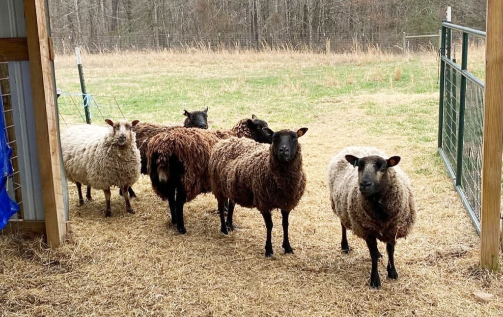 Hackberry Farm sheep are both NASSA and FFSSA-registered. NASSA stands for North American Shetland Sheepbreeders Association, and FFSSA stands for Fine Fleece Shetland Sheep Association. Contributed Photo. 