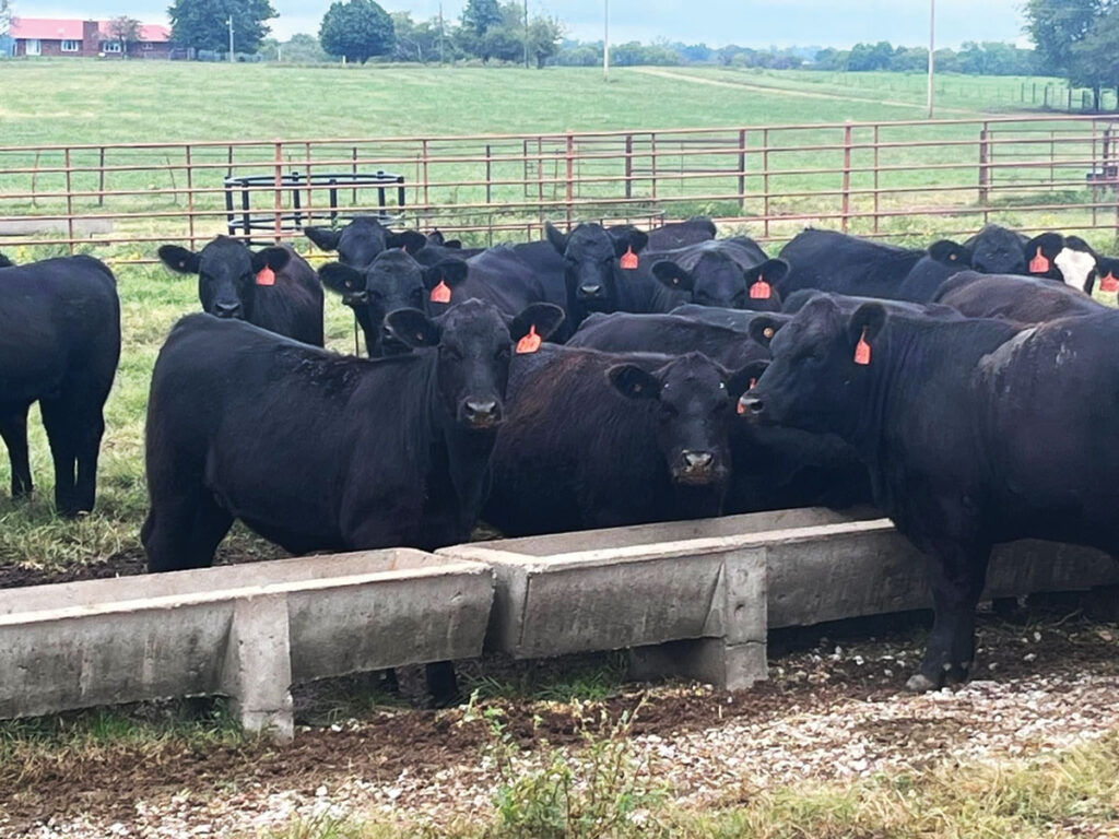 Raised by parents who were both lifelong cattlemen, Parmley grew up working on their operation, Parmley Simmental and Angus, which was established in 1972. Contributed Photo. 