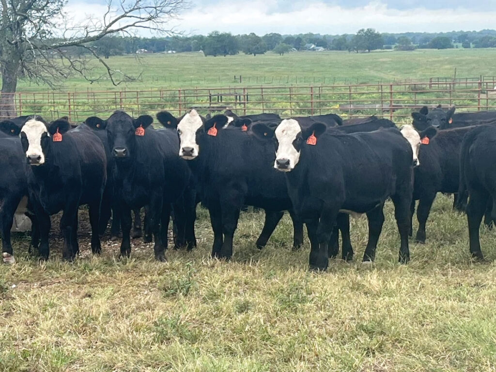At Parmley Cattle Co., purebred Angus cows are mated with purebred Simmental bulls to produce Sim-Angus calves, which are born in the fall and spring. The heifers born from these mating’s are then grown out and sold as open yearlings. Contributed Photo. 