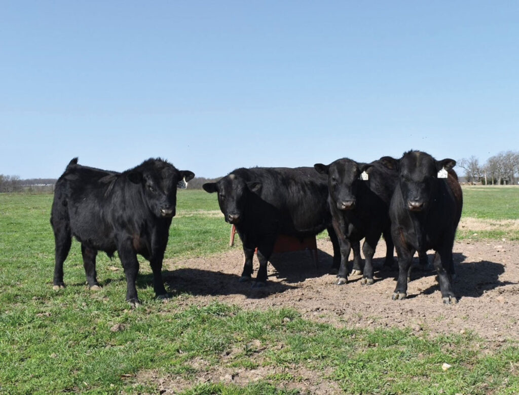 Their website puts their mission best. “Working diligently to provide seedstock animals that are reflective of the heart and soul of our livelihood, we proudly recognize that some of our finest genetics are deeply rooted in 10+ generations of Angus produced within the family herd.” Contributed Photo. 
