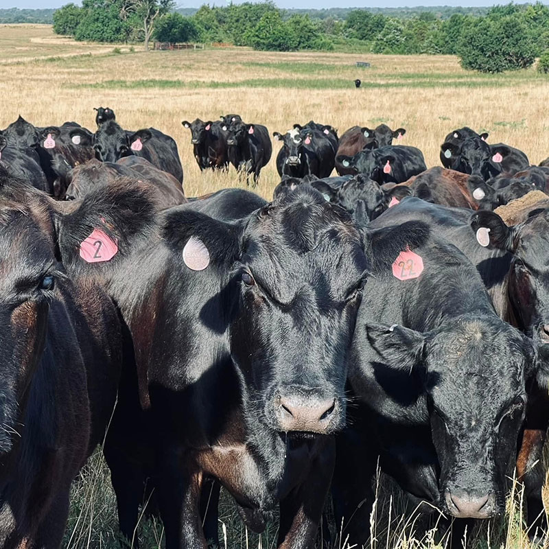 In 1981, Charles and Dorothy Silvers founded Silverline Ranch, a Black Angus cattle operation in El Dorado Springs, Mo. Years later, their granddaughter is carrying on the family legacy. Contributed Photo. 