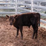 Are You Ready for Fall Calving?