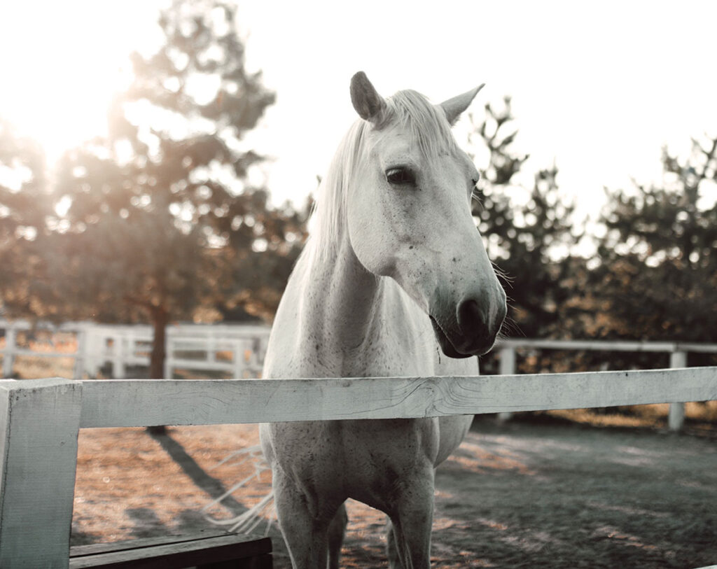 envato.com, Lelia Milaya