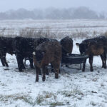 Farmers Prepare for Freezing Conditions to Keep Calves Healthy