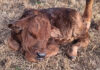 Producers Ready Calves for Winter