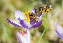 Implementing Pollinators On Your Property