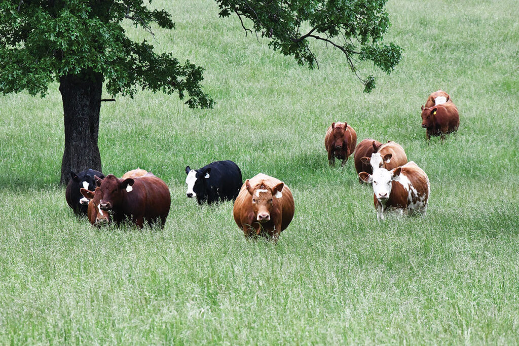 Massey Land and Cattle Focuses on Performance, Fertility and Carcass Merit. Photo by Laney Warrington.