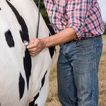 Reducing Death Loss in Livestock