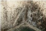 Warm, wet weather can trigger mold growth Photo