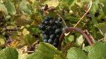 Success in wine starts on the vine Photo