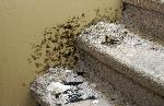 ‘Ghosts’ of storms past may haunt damaged homes Photo