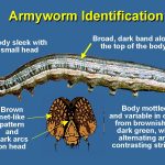 Armyworms are on the March in SW Missouri