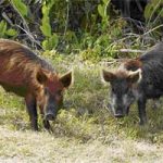 Rules Change for Feral Swine Tagging and Transport