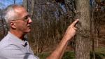 It’s tree pruning time Photo