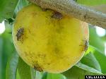 Green stink bug emerging as primary pest Photo