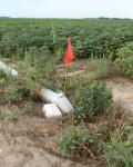 ‘Flag the Technology’ aids herbicide application Photo