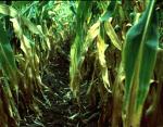 MU agronomist: Plant now, add nitrogen later Photo