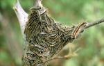 Horse owners should watch for eastern tent caterpillar Photo