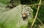 Japanese beetles to emerge soon Photo