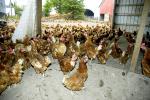 Young entrepreneurs hatch nation’s largest free-range chicken operation Photo