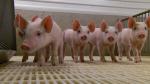 Pork producers step up biosecurity Photo