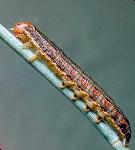 True armyworms appear in SW Missouri Photo