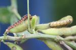 Corn earworm appearing in state Photo