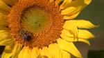 Program to reduce bee kills begins Photo