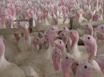 Bird flu pops up at Missouri turkey farms Photo