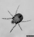 Chiggers are coming Photo