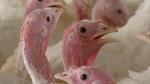 Don’t wait too long to buy the Thanksgiving turkey Photo